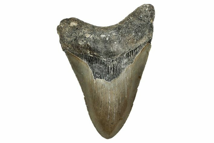 Serrated, Fossil Megalodon Tooth - North Carolina #338557